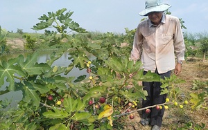 An Giang: Trồng sung lạ, cây thấp tè tè đã ra đầy trái, bán tới 150 ngàn/ký