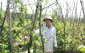 Nghệ An: Bí quyết biến 2 sào đất bạc màu thành vườn rau, quả xanh mát thu nhập cao