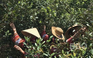 Bình Định: Rừng sim dại đầy trái chín rộng hàng trăm ha hút du khách tới khám phá
