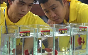 Khánh Hòa: Một người chơi cá ở Đà Nẵng đạt giải Nhất hội thi cá Betta toàn quốc năm 2020