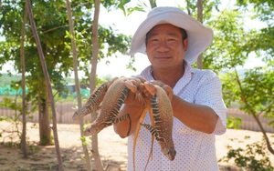 Bình Thuận: Một nông dân nuôi hơn 4.000 con dông cát trong vườn nhà
