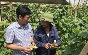 Rủ nhau đi học nghề trồng rau, nhà nông Bắc Ninh lại vào tiếp HTX, thu nhập cao hẳn