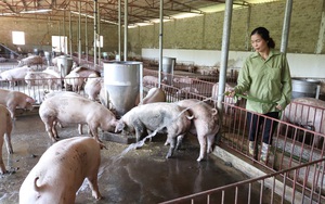 Bí quyết “bỏ túi’ tiền tỷ từ nuôi lợn thịt của một nông dân Sơn La