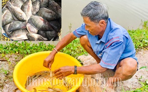 Sóc Trăng: Thả tôm càng xanh, thả cá rô phi nuôi trong ruộng lúa, 2 con đều nhanh lớn, bán đắt hàng