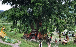 Khánh Hòa: Chuyện 2 cây da và 1 cây sanh quấn nhau hơn 500 năm tạo nên huyền bí Mộc thần