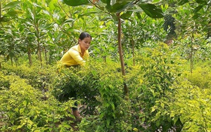 Ở nơi này, dân trồng cây &quot;vàng xanh&quot; tên nghe lạ, trái bé tí ti mà bán 300 ngàn/kg