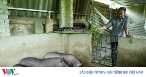 Điện Biên: Dịch tả lợn châu Phi tái phát tại nhiều xã, dân mất hàng trăm triệu đồng