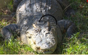 Đắk Lắk: Đàn cá sấu xiêm quý hiếm toàn con "siêu to khổng lồ" bên hồ Lắk