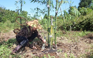Đắk Nông: Vợ chồng U70 lên rừng trồng 20 ha măng tre 4 mùa