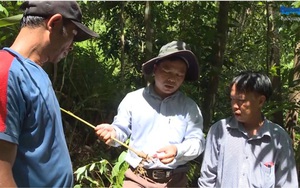 Quảng Ngãi: Dân trồng cây thuốc gì dưới tán rừng mà hái quả phơi khô bán 150 ngàn đồng/ký?