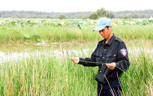 Giữa Đồng Tháp Mười sen hồng nở bạt ngàn, cỏ dại mọc tốt um, chim trời vô số kể