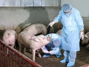 Lập Kế hoạch quốc gia phòng, chống bệnh dịch tả lợn châu Phi