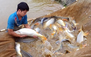 Xem những người đàn ông vạm vỡ hành nghề "đỡ đẻ" cho đàn cá chép to bự ở Lào Cai