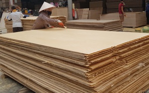 Kiện chống lẩn tránh thuế và bán phá giá gỗ dán:  Cơ hội để gỗ Việt chứng minh năng lực