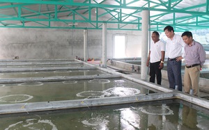 Quảng Trị: Nông nghiệp công nghệ cao-nuôi ốc hương trong nhà, thu 10 tỷ mỗi năm