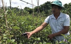 Gia Lai: Rõ khổ, nghe "lời đường mật" trồng cà tím, nông dân mệt mỏi "tím cả mặt mày"