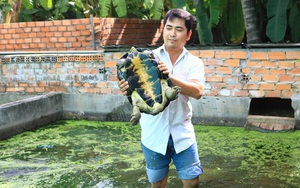 An Giang: Nuôi loài ba ba con nào cũng to bự, một ông nông dân đẹp trai phát tài