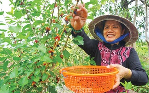 Cà Mau: Mang thứ "cây lạ" về nhà trồng, tha hồ hái trái, bán tới 100 ngàn đồng mỗi ký