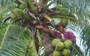 Phú Yên: Làng dừa đẹp như cổ tích, dân &quot;lên trời&quot; hái lộc quanh năm