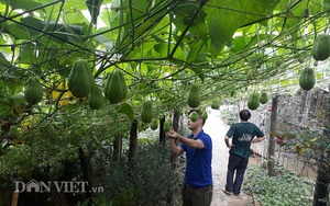 Sa Pa: Chính vụ mà thứ quả ra đầy nhựa, ăn giòn ngọt này vẫn chạy hàng, nông dân phấn khởi