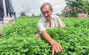 Trồng thứ rau quanh năm hái ra tiền, chưa bao giờ ế, chăm nhàn tênh, bán dễ như ăn kẹo