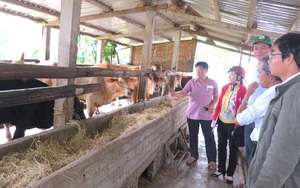 Phú Yên: Nông dân &quot;thi nhau&quot; nấu cháo cho bò ăn, ai nuôi bò lai lãi còn to hơn