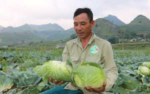 Sơn La: Nông dân lãi lớn nhờ trồng rau bắp cải cuộn chắc nịch giữa mùa hè nắng nóng
