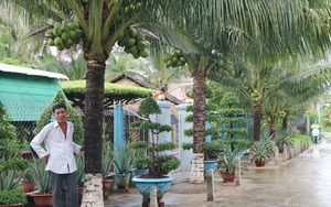 Bến Tre: Bất ngờ ở vùng đất đáng sống, khu phố trồng những cây dừa thấp tè mà ra trái quá trời