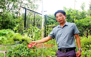 Làm giàu khác người: Một thầy giáo Bình Phước kiếm bộn tiền nhờ trồng sâm chế ra thứ trà bình dân