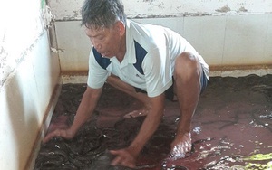 Lâm Đồng: Thời tiết nóng dân vùng này có cách nuôi lươn không bùn độc đáo thế 
