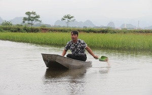 Hà Nội: Thả cá trong ruộng lúa, ít phải chăm cá lớn như thổi, nông dân để ra cả trăm triệu