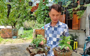 Quảng Ninh: Vườn lan phi điệp 500 giò giữa biển khơi, lan đột biến bán mỗi giò giá 30 triệu