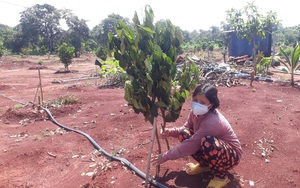 Bà Rịa - Vũng Tàu: Đề nghị công an điều tra vụ 500 cây ăn quả bị chặt đứt lìa gốc
