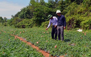 Quảng Bình: Làng đồi gò trước nghèo rớt mồng tơi nay đổi đời nhờ trồng thứ sâm bổ dưỡng này đây