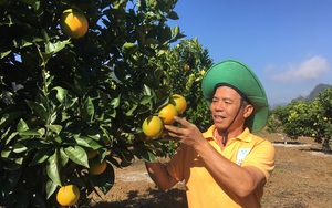 Nông dân Mộc Châu thu nhập "khủng" từ trồng cây ăn quả
