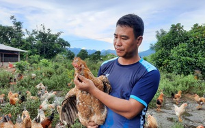 Quảng Ninh: Nuôi thứ gà đặc sản 