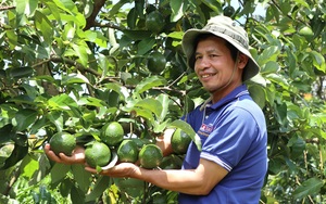 Lâm Đồng: Cho bơ &quot;chung nhà&quot; với cà phê, cây nào cây nấy sai quả như muốn gãy cành