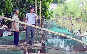 Đón mùa nước nổi, nông dân tỉnh Hậu Giang đã nuôi 360 lồng cá, vèo cá, thả nhiều nhất là loài cá gì?