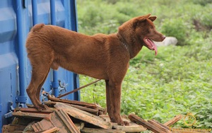 Hươu sao, con thú mọc thứ đại bổ trên đầu, là động vật hoang dã, nuôi ở Tuyên Quang, dân giàu hẳn - Ảnh 4.