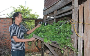 Đắk Lắk: Từng chạy ăn từng bữa, trở thành hộ thoát nghèo duy nhất được đề nghị tặng bằng khen