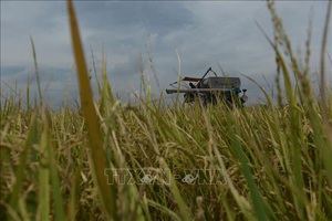 Chiến lược lúa gạo mới của Thái Lan chú trọng vào sản lượng, cây giống