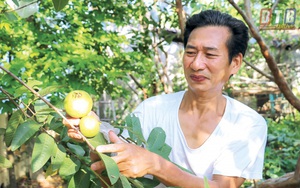 Thái Bình: Hé lộ bất ngờ về "báu vật" của làng là thứ trái đặc sản quý hiếm này đây