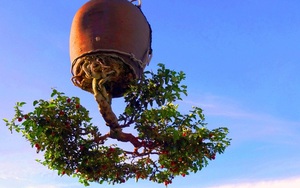 Ấn tượng vườn bonsai ngược trên sân thượng nhà phố của "dị nhân" Quảng Nam