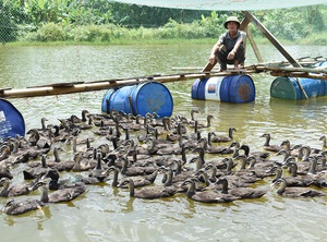 Nuôi loài vịt biết bay, cựu chiến binh lãi hơn 100 triệu đồng/năm