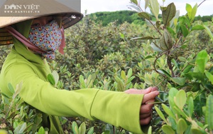 Hàng trăm người Hà Tĩnh kiếm tiền triệu mỗi ngày nhờ lên rừng hái loại quả "thần dược" bé tí này