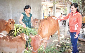 Làm giàu ở nông thôn: Thời buổi nông dân nuôi bò chẳng lo mất giá