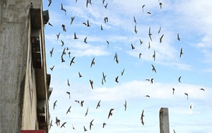 Bình Thuận: Chim tiền tỷ thấy bay trên trời thì dễ nhưng khó quản ở dưới đất