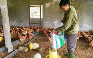 Quảng Bình: Hội nông dân hỗ trợ giống cây, con giống cho hội viên nghèo vượt khó