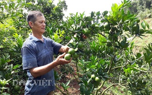 Điện Biên: Trang trại của ông nông dân từng mang tiếng &quot;khùng&quot; nhìn đâu cũng ra con đặc sản, cây đặc sản