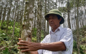 Quảng Ninh: Bị vợ &quot;dọa&quot; lên &quot;doạ&quot; xuống mà vẫn liều &quot;ôm&quot; gần 70ha đất cằn rồi làm &quot;một người trồng rừng trầm lặng&quot;
